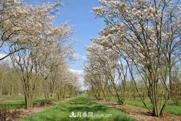 叢生苗木走俏，被稱(chēng)為去庫存利器(圖3)