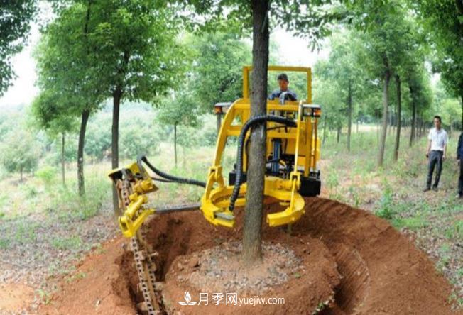 大樹(shù)苗木起挖移栽缺水、存活率不高的原因(圖1)