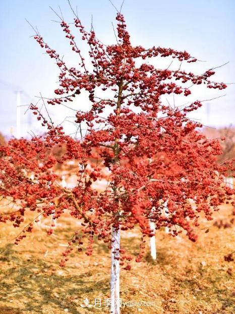 為什么這11種彩葉開(kāi)花喬木在園林綠化市場(chǎng)中反響不錯(圖2)