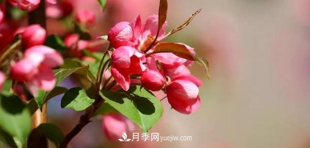 為什么這11種彩葉開(kāi)花喬木在園林綠化市場(chǎng)中反響不錯(圖1)