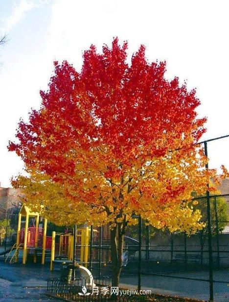 為什么這11種彩葉開(kāi)花喬木在園林綠化市場(chǎng)中反響不錯(圖3)