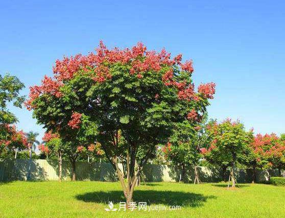 為什么這11種彩葉開(kāi)花喬木在園林綠化市場(chǎng)中反響不錯(圖4)