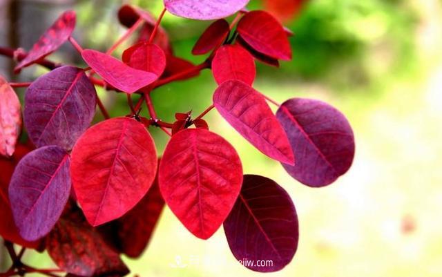 為什么這11種彩葉開(kāi)花喬木在園林綠化市場(chǎng)中反響不錯(圖8)