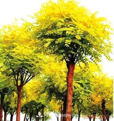 為什么這11種彩葉開(kāi)花喬木在園林綠化市場(chǎng)中反響不錯(圖5)