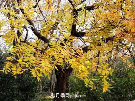 為什么這11種彩葉開(kāi)花喬木在園林綠化市場(chǎng)中反響不錯(圖6)