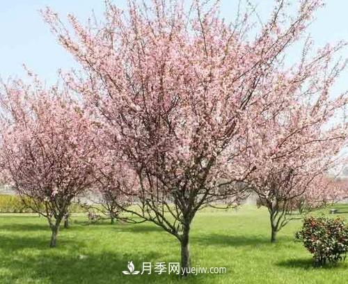 為什么這11種彩葉開(kāi)花喬木在園林綠化市場(chǎng)中反響不錯(圖9)