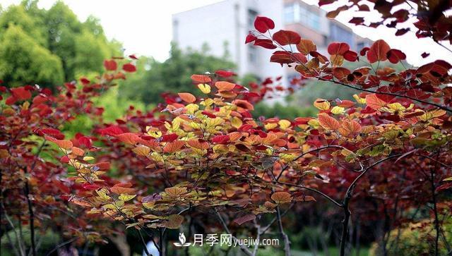 為什么這11種彩葉開(kāi)花喬木在園林綠化市場(chǎng)中反響不錯(圖12)