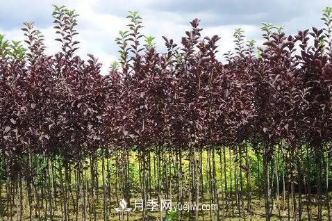 為什么這11種彩葉開(kāi)花喬木在園林綠化市場(chǎng)中反響不錯(圖10)