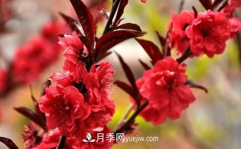 為什么這11種彩葉開(kāi)花喬木在園林綠化市場(chǎng)中反響不錯(圖11)