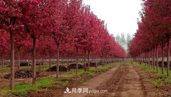 良好的苗源是高成活率的基礎，資深苗木人教你(圖2)