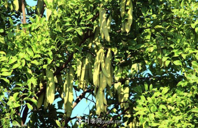 全身都是寶的南陽(yáng)皂角樹(shù)，如今是優(yōu)良鄉土樹(shù)種(圖4)