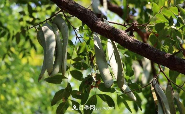 全身都是寶的南陽(yáng)皂角樹(shù)，如今是優(yōu)良鄉土樹(shù)種(圖2)