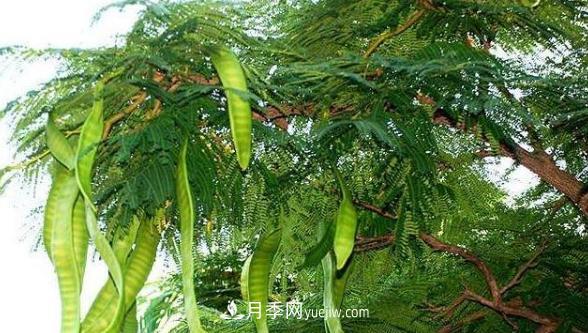 全身都是寶的南陽(yáng)皂角樹(shù)，如今是優(yōu)良鄉土樹(shù)種(圖1)