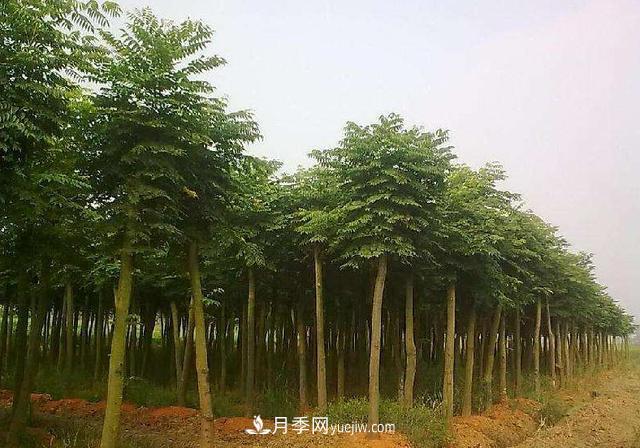 全身都是寶的南陽(yáng)皂角樹(shù)，如今是優(yōu)良鄉土樹(shù)種(圖3)