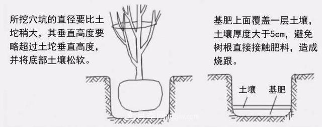 要想苗木長(cháng)得好，挖好樹(shù)穴很重要！標準種植穴(圖3)