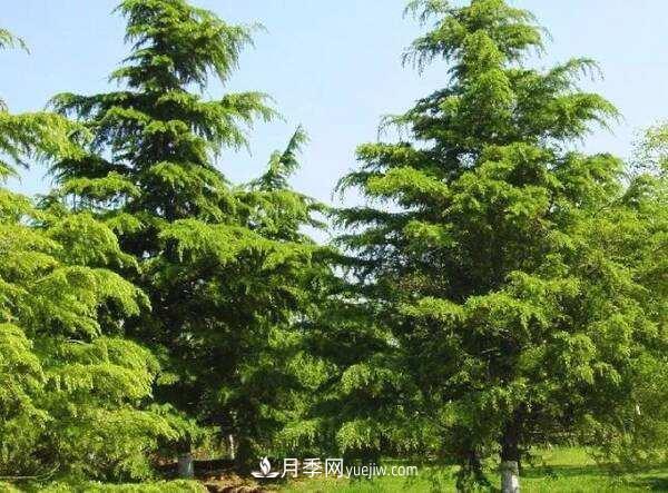 南陽(yáng)雪松價(jià)格多少錢(qián)一棵？雪松基地報價(jià)行情(圖1)