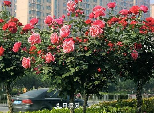 常規的月季樹(shù)多少錢(qián)一棵？(圖1)