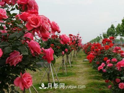 常規的月季樹(shù)多少錢(qián)一棵？(圖2)
