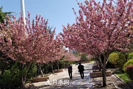 淮安適合養什么花，市花和市樹(shù)是什么(圖1)