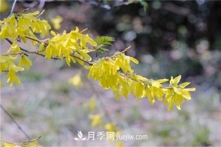 淮安適合養什么花，市花和市樹(shù)是什么(圖3)