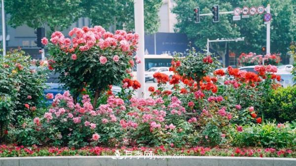 淮安市花月季為什么這樣“紅”？(圖3)