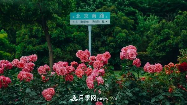 淮安市花月季為什么這樣“紅”？(圖4)