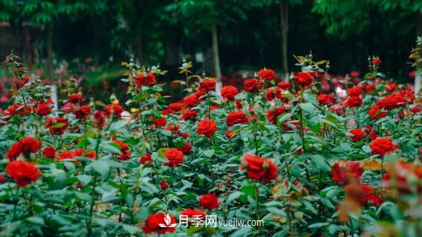 淮安市花月季為什么這樣“紅”？(圖2)