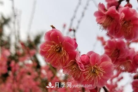 南京適合養月季，市花和市樹(shù)是什么(圖1)
