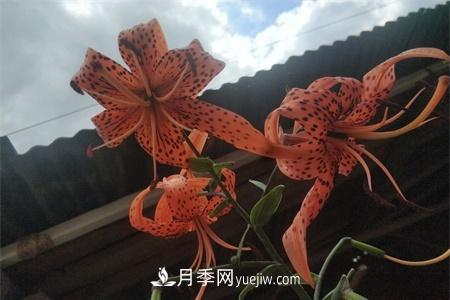 伊春適合養月季，市花和市樹(shù)是什么(圖1)