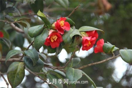 溫州適合養月季，市花和市樹(shù)是什么(圖1)