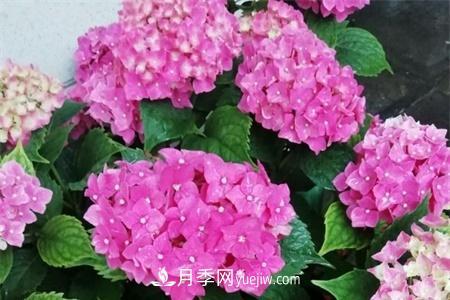 揚州適合養月季花，市花和市樹(shù)是什么(圖1)