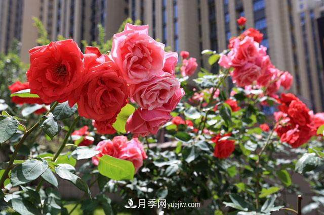 威海適合養月季花，市花和市樹(shù)是什么(圖1)