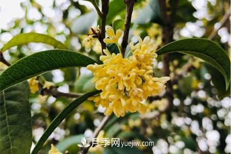 威海適合養月季花，市花和市樹(shù)是什么(圖2)