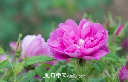 沈陽(yáng)適合養月季花，市花和市樹(shù)是什么(圖1)