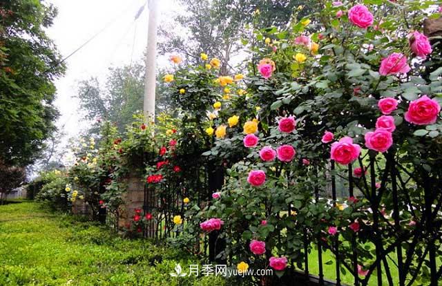 藤本月季的種植與養殖方法(圖1)