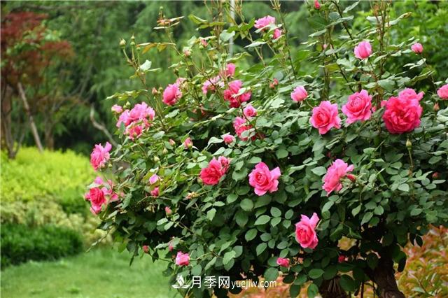吉林適合養月季花，市花和市樹(shù)是什么(圖1)