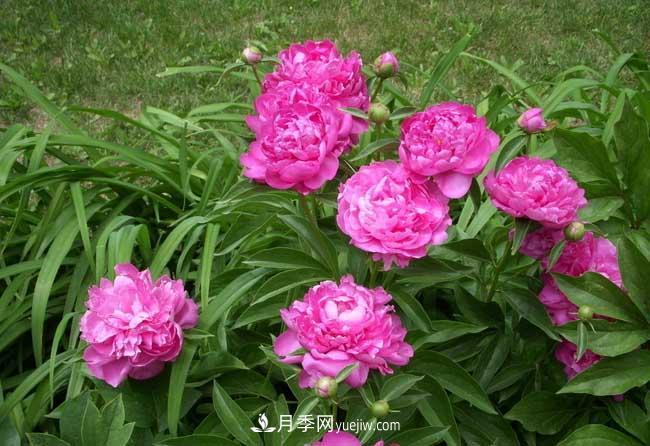 洛陽(yáng)牡丹花的特點(diǎn)是什么？(圖1)