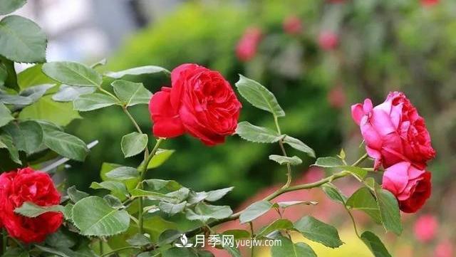 怎么讓高的月季長(cháng)成矮的月季呢？(圖2)