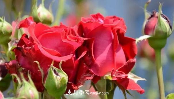 怎么讓高的月季長(cháng)成矮的月季呢？(圖1)