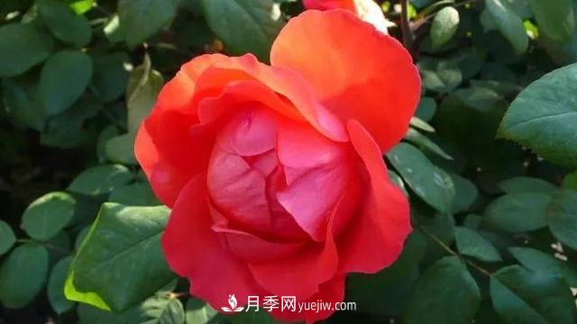 怎么讓高的月季長(cháng)成矮的月季呢？(圖3)