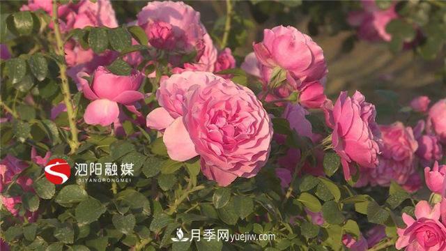 宿遷泗陽(yáng)：博士月季姐姐用快繁技術(shù)建起一座鮮花小鎮(圖1)