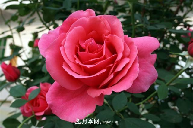 冬天月季易生??？做好3件事，健康茁壯開(kāi)爆盆(圖1)