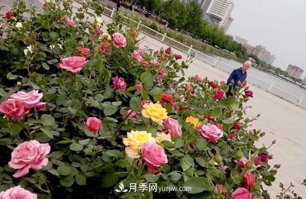 江西樹(shù)狀月季(圖1)