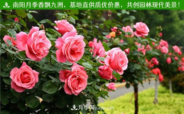 河北3公分樹(shù)狀月季，大花品種批發(fā)(圖2)