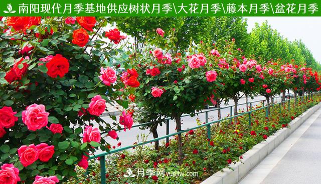 四川棒棒糖月季，重慶棒棒糖月季批發(fā)(圖3)