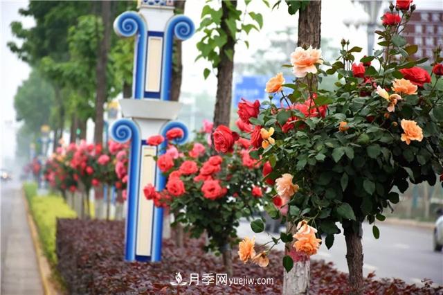 道路樹(shù)狀月季，行道月季樹(shù)(圖2)