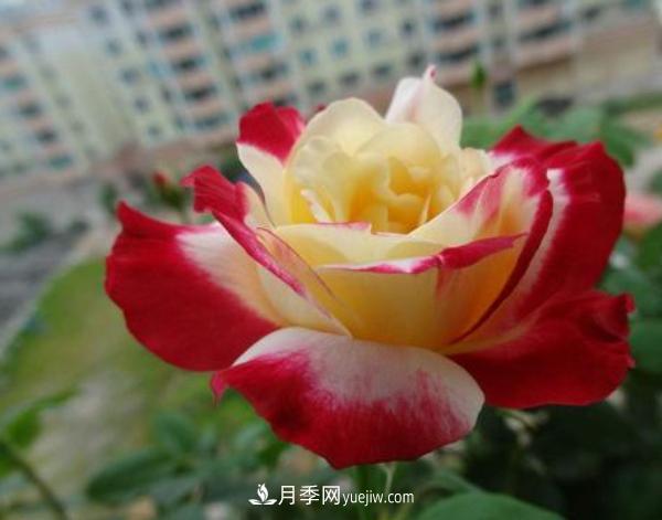 一般盆栽大花月季什么時(shí)間修剪比較好？(圖1)