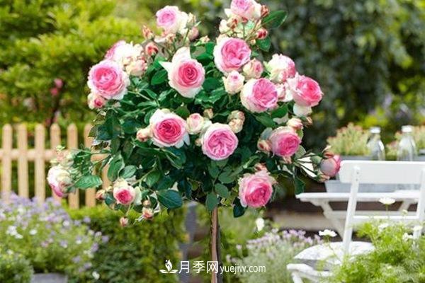 ***美藤本月季品種龍沙寶石，打造景區花墻(圖1)