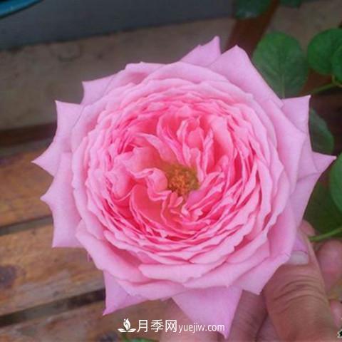 8種適合陽(yáng)臺養殖的藤本月季品種(圖3)