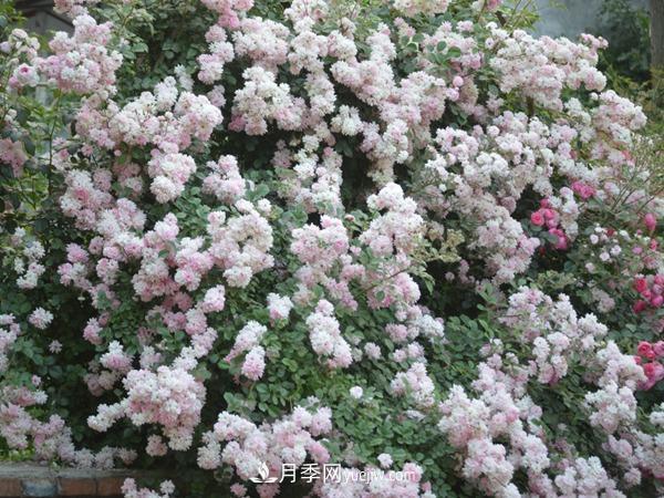 多季開(kāi)花的藤本月季有哪些？(圖1)